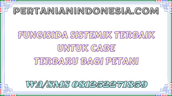 Fungisida Sistemik Terbaik Untuk Cabe Terbaru Bagi Petani